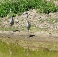 /album/photogallery/black-necked-heron-with-python-2-jpg/